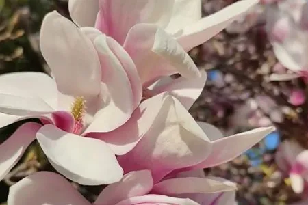 Magnolia Wellnes behandlung